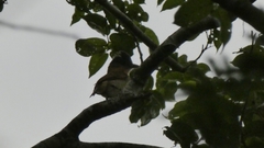 Pachyramphus