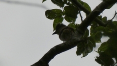 Pachyramphus