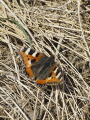 Aglais urticae