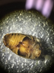 Laccophilus maculosus