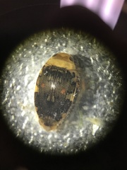 Laccophilus maculosus