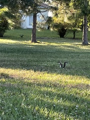 Sciurus carolinensis