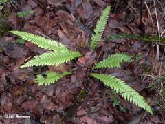 Blechnum mochaenum