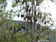 Pteropus poliocephalus