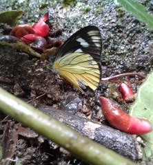 Leptophobia caesia