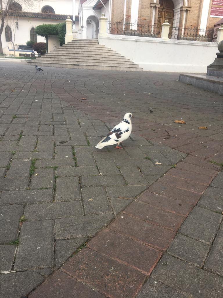 Columba image