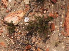 Dimorphotheca montana