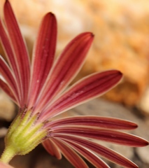 Dimorphotheca montana