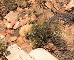 Jamesbrittenia aspalathoides
