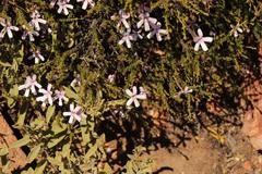 Jamesbrittenia aspalathoides