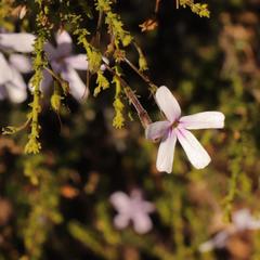 Jamesbrittenia aspalathoides