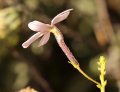 Jamesbrittenia aspalathoides