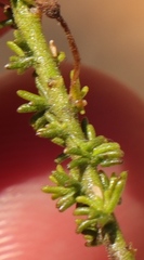 Jamesbrittenia aspalathoides