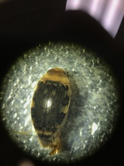 Laccophilus maculosus