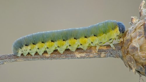 Tenthredo arcuata