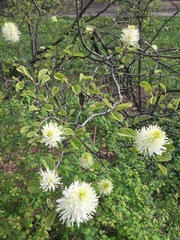 Fothergilla