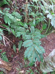 Machaerium nyctitans