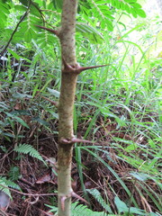 Machaerium nyctitans