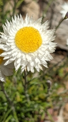 Chrysocephalum baxteri