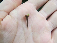 Machaerium nyctitans