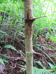 Machaerium nyctitans