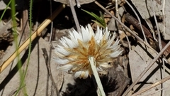 Chrysocephalum baxteri