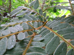 Machaerium nyctitans