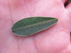 Machaerium nyctitans