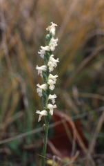Spiranthes ochroleuca