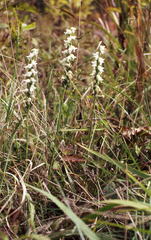Spiranthes ochroleuca