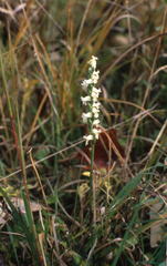 Spiranthes ochroleuca