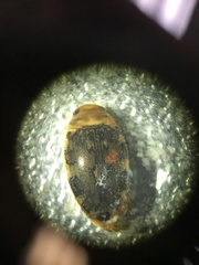 Laccophilus maculosus