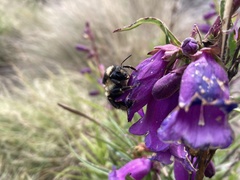 Bombus weisi