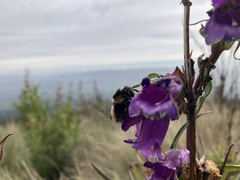 Bombus weisi