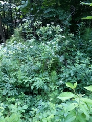 Pleurospermum austriacum