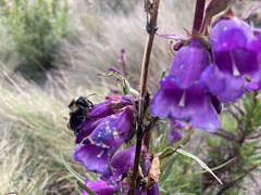 Bombus weisi
