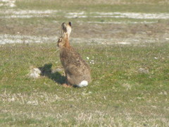 Lepus europaeus