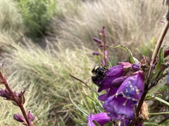 Bombus weisi