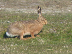 Lepus europaeus