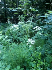 Pleurospermum austriacum