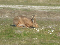Lepus europaeus
