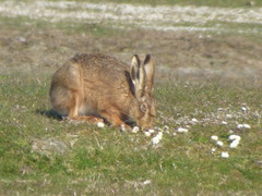 Lepus europaeus