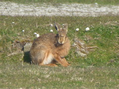 Lepus europaeus