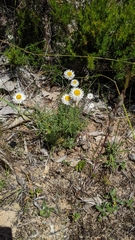 Chrysocephalum baxteri