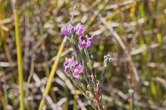 Comesperma retusum