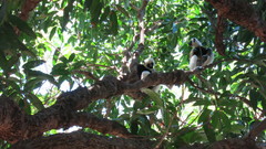 Propithecus coquereli