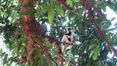 Propithecus coquereli