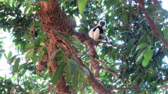 Propithecus coquereli
