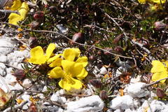 Hibbertia procumbens