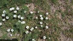 Nierembergia calycina